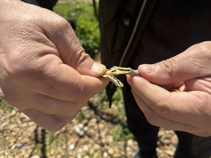 siirtte-devlet-destekli-fistik-uretimi-artti-yok-yilina-ragmen-uretici-umutlu-1776424574308.jpg Siirt’te devlet destekli fıstık üretimi arttı: “Yok yılı”na rağmen üretici umutlu-4