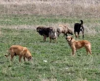 İstanbul Valiliği açıkladı: Sahipsiz köpekleri kontrolsüz beslemeye müsaade edilmeyecek