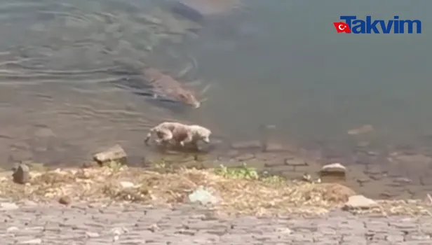 Hindistan’da bir köpeğin dev timsaha yem olduğu anlar kamerada