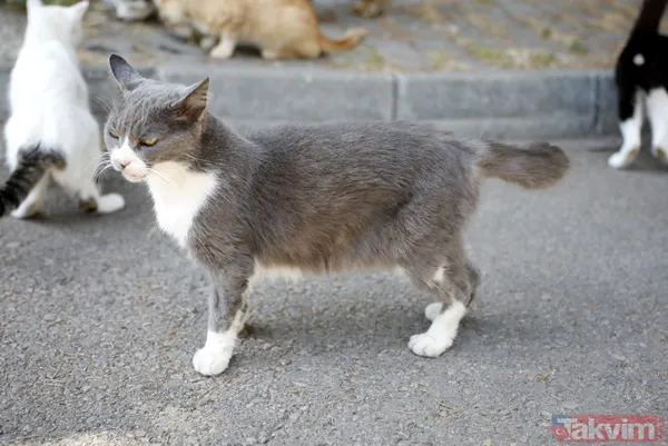 Büyükada'da salgın! 4 ayda 700 kedi Feline Enfeksiyoz Peritonit (FIP) hastalığından öldü! Hayvanseverler CHP'li belediyeyi kayıt tutmadığı için suçladı - 24