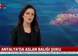 Ayağına düşen 'aslan balığı' öldürüyordu
