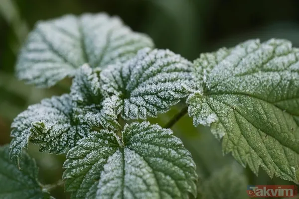 Prof. Saraçoğlu’ndan Kıl Kökü İltihabına Kesin Çözüm - 3