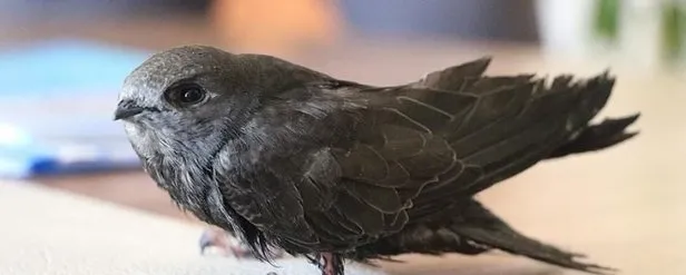 ebabil kusu hikayesi nedir ebabil kusu ne anlama gelir iste ebabil kusu hakkinda bilgiler takvim