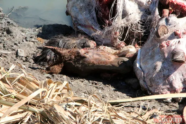 Adana'da iğrenç manzara! Dere yatağında çok sayıda at ve eşek kafası ile kemikler bulundu - 1