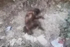 Bursa'da vahşet dolu olay! Ayaklarını kestikleri yavru köpeği yakıp, yol kenarına attılar