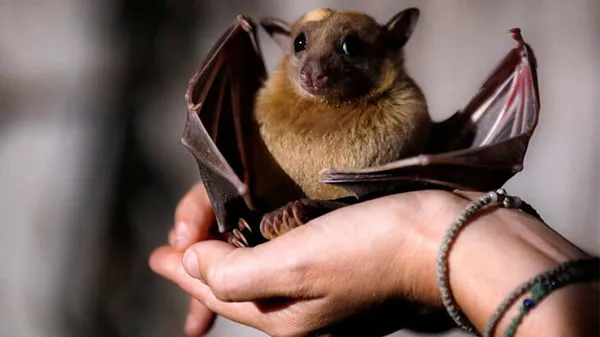 Bilim insanları ilk kez açıkladı! Meğer koronavirüs yarasalarda...-4