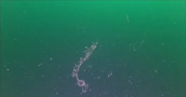 Marmara Denizi'nde alarm! Müsilaj kabusu geri döndü! Bilim insanlarından uyarı: Çöküşe gidiyor