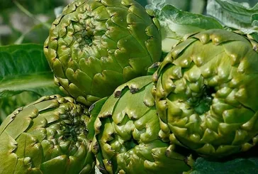 Hazımsızlığa enginar