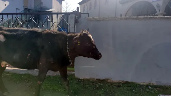 fikra-gibi-ama-gercek-kopeklerden-kacan-inek-iki-duvar-arasina-sikisti-1614088792076.jpg Fıkra gibi ama gerçek! Köpeklerden kaçan inek iki duvar arasına sıkıştı-2