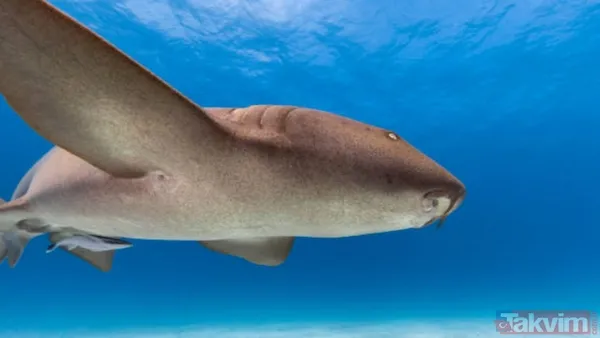 Mavi bir göl mü? Kimse ilk bakışta anlamıyor! Bu görüntü aslında ölümcül bir gerçeği saklıyor… - 6