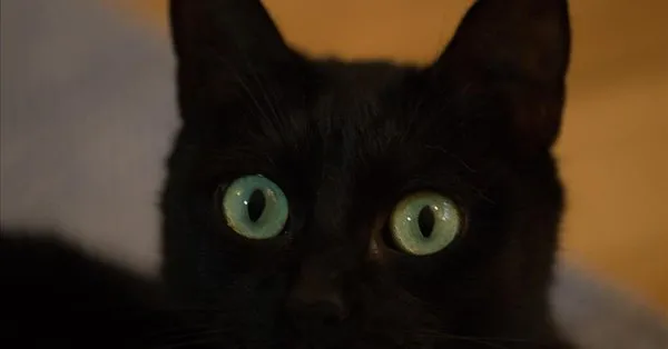 Ruyada Kara Kedi Gormek Ne Anlama Gelir Takvim