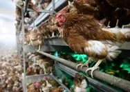 SON DAKİKA: Japonyada kuş gribi paniği: 330 bin tavuğun itlaf edilmesine karar verildi