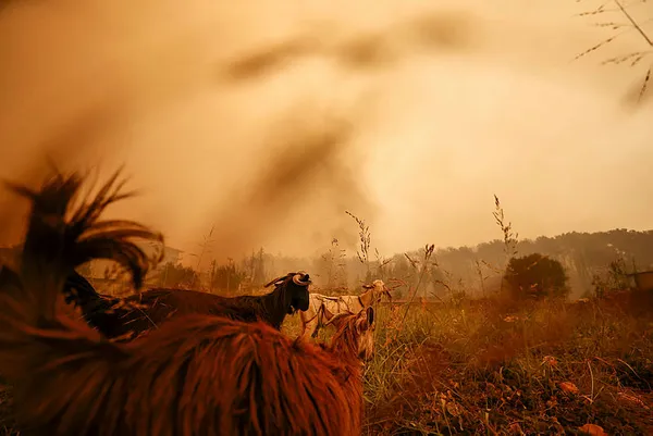 afet-bolgesi-ilan-edilince-ne-olur-afet-bolgesi-ne-demek-afet-bolgesi-ilan-edilen-yerler-nereler-1627739501433.jpg Afet bölgesi ilan edilince ne olur? Afet bölgesi ne demek? Afet bölgesi ilan edilen yerler nereler?-6