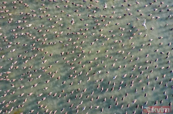 Minik allı turnalar (flamingolar) uçmayı İzmir Kuş Cenneti'ndeki doğal kreşte öğreniyorlar - 40