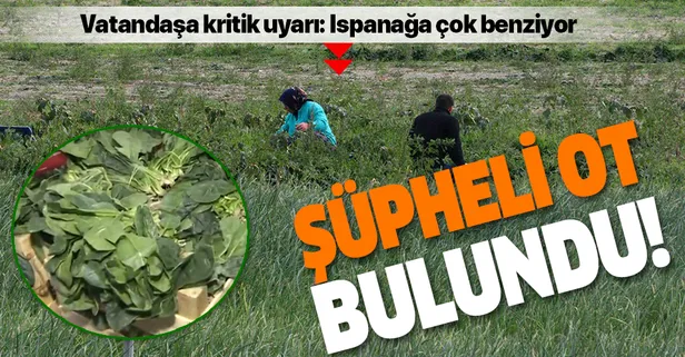 İstanbul'a ıspanak gönderilen tarlada 'şeytan elması' otu çıktı