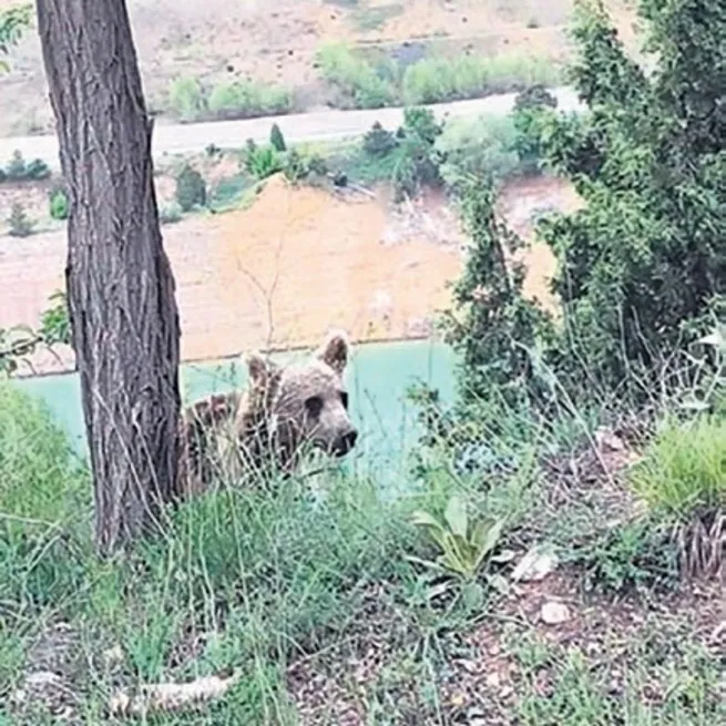 Canlı yayın