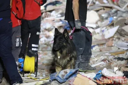 İzmir’deki 6,6 büyüklüğündeki deprem sonrası arama kurtarma köpekleri yine başrolde