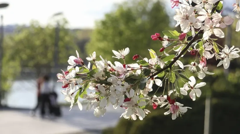 Kış bitiyor doğa uyanıyor! 3. cemre toprağa ne zaman düşecek?