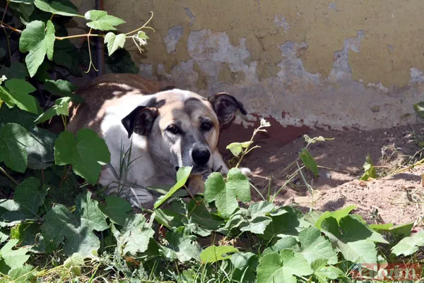 'Daire 16' sözleriyle gündem oldu! Köpük yerinde kalacak - 33