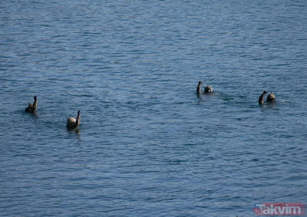 "Mavi Vatan 2019 Tatbikatı" devam ediyor | Deniz komandolarının çıkarma harekatı göz kamaştırdı - 15