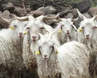 Küçükbaş üreticisine destek yağacak