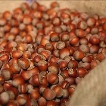 Gençlik fındıkta saklı