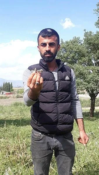 İzmir Tire'de çekirgeler, Akarca Ovası'nı istila etti-5