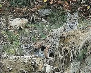 Karabük’te 2 yavru vaşak görüntülendi