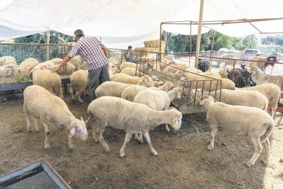 Tarım ve Orman Bakanı Kirişci'den flaş açıklamalar: 1 yıl ekmeden boş tutanın tarlası kiralanacak!-6