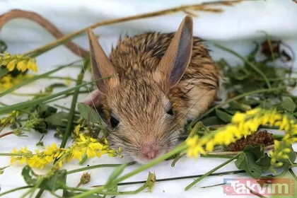 Nesli tükenme tehlikesi altında! Bitkin halde bulunan 5 yavru Arap tavşanı özel bakıma alındı