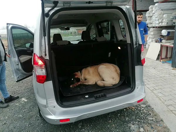 samsunda-yulaflarini-ezdigi-icin-komsusunun-kopegini-tufekle-vuran-supheli-gozaltina-alindi-1612802911638.jpg Samsun'da yulaflarını ezdiği için komşusunun köpeğini tüfekle vuran şüpheli gözaltına alındı-2