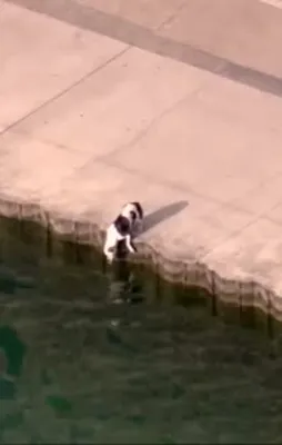 O görüntüler insanlık ölmemiş dedirtti!