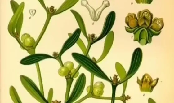 tansiyon-duzenleyici-bitki-125e-sabitliyor-tuz-bile-yukseltmiyor-1712308914722.jpg Tansiyonu şak diye düzenliyor! 12.5'e sabitliyor, tuz bile yükseltmiyor-3