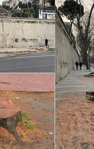 İBB’nin katlettiği 112 çınar ağacıyla ile ilgili konuşan Orman Mühendisi Levent Dikmen'den sert tepki: Cahilce kestiler