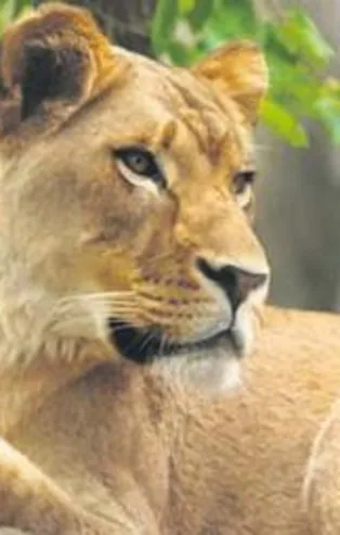 Dişi aslan eşini öldürdü