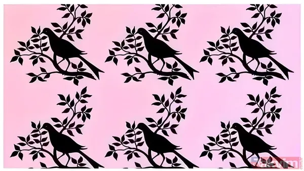 Bu Optik İllüzyonda, İlk Bakışta Aynı Gibi Görünse De Farklı Bir Kuşun Gizlendiği Altı Kuştan Oluşan Bir Görsel Bulunuyor. Peki Sadece 5 Saniye İçinde...