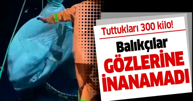 Balıkçılar gözlerine inanamadı! 300 kilo ağırlığındaki ay balığı...