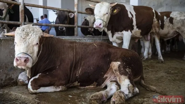 KURBANLIK FİYATLARI NE KADAR OLDU? 2022 Büyükbaş Küçükbaş Tosun, Koyun, Dana, Öküz, Sığır, Keçi, Koç İL İL kurbanlık FİYAT LİSTESİ! - 12