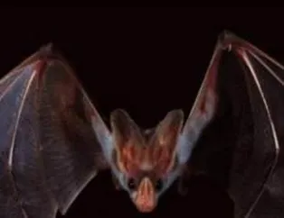 Vampir Yarasalar