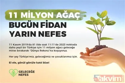 Türkiye’de bir ilk olacak, 25 bin tane dikilecek! Yeni gözde sabun ağacı nedir?