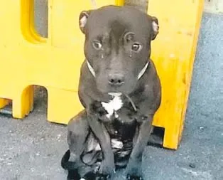 Sahibi terk edince ağladı