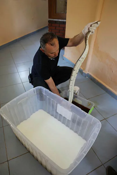 turkiyenin-en-buyuk-hayvanat-bahcesi-olan-gaziantep-hayvanat-bahcesinde-deri-degistiren-yilanlara-sut-banyosu-yaptiriliyor-1625128897158.jpg Türkiye'nin en büyük hayvanat bahçesi olan Gaziantep Hayvanat Bahçesi'nde deri değiştiren yılanlara süt banyosu yaptırılıyor-3