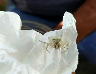 Ot toplarken buldu! Görenler şaşkına dönüyor