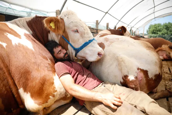 kurban-bayrami-icin-eruzurumdan-istanbula-getirdigi-bogasiyla-uyuyor-1626336443859.jpg Kurban Bayramı için Erzurum'dan İstanbul'a getirdiği boğasıyla uyuyor-2