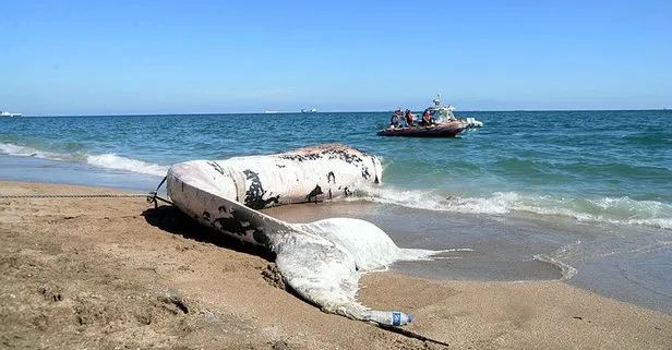 Mersin’de karaya vuran oluklu balinanın gemi çarpması sonucu öldüğü belirlendi