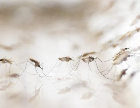 DSÖ’den ilk kez bir sıtma aşısına onay