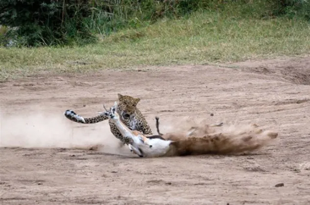 Leoparın sinsi planı anbean kamerada!