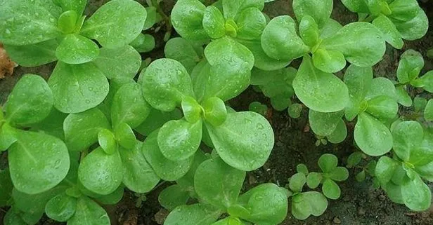 Tansiyona semizotu