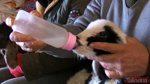 Dondurucu soğukla mücadele! Kuzulara soba başında biberonla bakıyorlar - 12