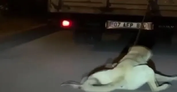 Antalya’da vicdansız sürücü köpeği kamyonun arkasına bağlayıp sürükledi